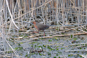 水辺の葦の間に隠れるヒクイナ（クイナ科）
英名学名：Ruddy-breasted Crake, Porzana fusca erythrothorax (Cuonidae)
東京都大田区東京港野鳥公園-2025年
