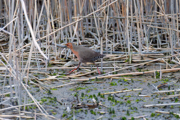 水辺の葦の間に隠れるヒクイナ（クイナ科）
英名学名：Ruddy-breasted Crake, Porzana fusca erythrothorax (Cuonidae)
東京都大田区東京港野鳥公園-2025年

