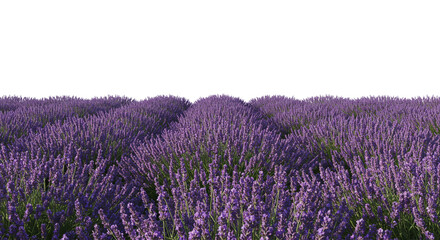 Obraz premium Vibrant rows of lavender blossoms stretch to the horizon, a fragrant tapestry of purple against a pristine white sky in this tranquil scene.