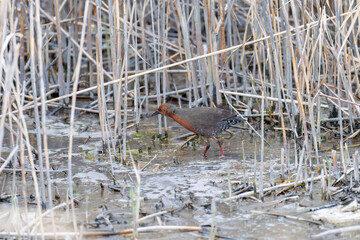 水辺の葦の間に隠れるヒクイナ（クイナ科）
英名学名：Ruddy-breasted Crake, Porzana fusca erythrothorax (Cuonidae)
東京都大田区東京港野鳥公園-2025年
