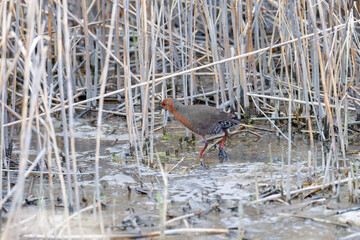 水辺の葦の間に隠れるヒクイナ（クイナ科）
英名学名：Ruddy-breasted Crake,...