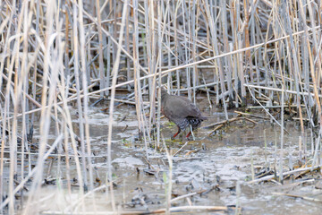 水辺の葦の間に隠れるヒクイナ（クイナ科）
英名学名：Ruddy-breasted Crake, Porzana fusca erythrothorax (Cuonidae)
東京都大田区東京港野鳥公園-2025年
