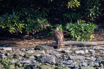 対岸の藪の中で
監視する美しいオオタカ（タカ科）
英名学名：Northern Goshawk (Accipiter gentilis, family comprsing hawks) 
東京都大田区東京港野鳥公園-2025年

