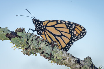 closeup of monarch butterfly on a mossy twig