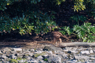 対岸の藪の中で
監視する美しいオオタカ（タカ科）
英名学名：Northern Goshawk (Accipiter gentilis, family comprsing hawks) 
東京都大田区東京港野鳥公園-2025年
