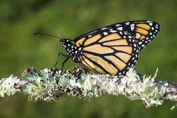 closeup of monarch butterfly on a mossy twig