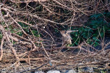 対岸の藪の中で
監視する美しいオオタカ（タカ科）
英名学名：Northern Goshawk (Accipiter gentilis, family comprsing hawks) 
東京都大田区東京港野鳥公園-2025年

