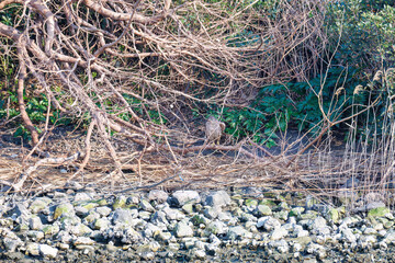 対岸の藪の中で
監視する美しいオオタカ（タカ科）
英名学名：Northern Goshawk (Accipiter gentilis, family comprsing hawks) 
東京都大田区東京港野鳥公園-2025年
