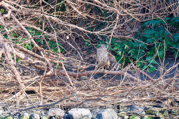 対岸の藪の中で
監視する美しいオオタカ（タカ科）
英名学名：Northern Goshawk (Accipiter gentilis, family comprsing hawks) 
東京都大田区東京港野鳥公園-2025年
