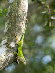Close Up of a Green Anole Looking at the Camera While Perched on the Trunk of a Yaupon Holly Tree in Texas