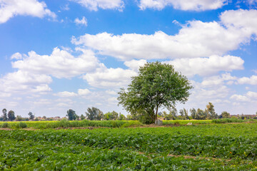Green Farm Field with Isolated Tree and Vibrant Sky