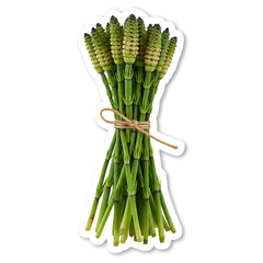 Equisetum arvense horsetail bundle sticker on white background