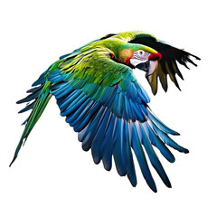 Obraz premium Blue and yellow macaw parrot, a colorful tropical bird with a strong beak