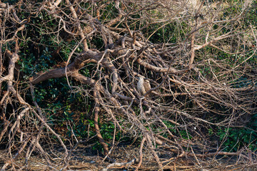 飛翔する美しいオオタカ（タカ科）
英名学名：Northern Goshawk (Accipiter...
