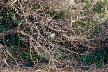 飛翔する美しいオオタカ（タカ科）
英名学名：Northern Goshawk (Accipiter gentilis, family comprsing hawks) 
東京都大田区東京港野鳥公園-2025年
