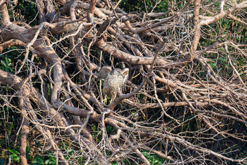 飛翔する美しいオオタカ（タカ科）
英名学名：Northern Goshawk (Accipiter gentilis, family comprsing hawks) 
東京都大田区東京港野鳥公園-2025年
