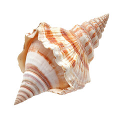 Obraz premium Beautiful seashell, intricate spiral design