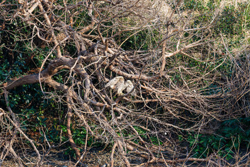 飛翔する美しいオオタカ（タカ科）
英名学名：Northern Goshawk (Accipiter gentilis, family comprsing hawks) 
東京都大田区東京港野鳥公園-2025年

