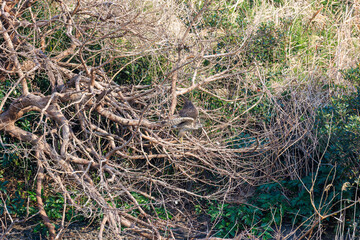 飛翔する美しいオオタカ（タカ科）
英名学名：Northern Goshawk (Accipiter...