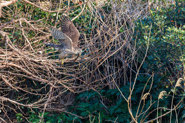 飛翔する美しいオオタカ（タカ科）
英名学名：Northern Goshawk (Accipiter gentilis, family comprsing hawks) 
ハシブトガラス（カラス科）と戦っている。
英名学名：Jungle Crow, Corvus macrorhynchos (Crow family)
東京都大田区東京港野鳥公園-2025年
