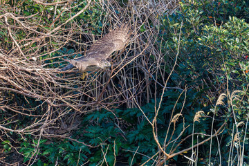 飛翔する美しいオオタカ（タカ科）
英名学名：Northern Goshawk (Accipiter...