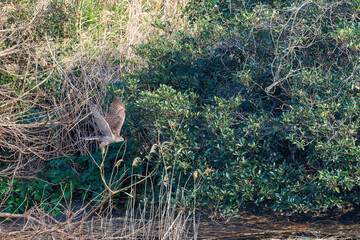 飛翔する美しいオオタカ（タカ科）
英名学名：Northern Goshawk (Accipiter gentilis, family comprsing hawks) 
ハシブトガラス（カラス科）と戦っている。
英名学名：Jungle Crow, Corvus macrorhynchos (Crow family)
東京都大田区東京港野鳥公園-2025年
