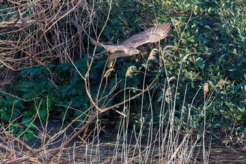 飛翔する美しいオオタカ（タカ科）
英名学名：Northern Goshawk (Accipiter...