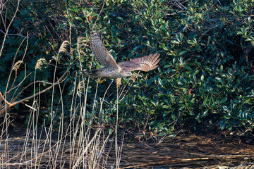 飛翔する美しいオオタカ（タカ科）
英名学名：Northern Goshawk (Accipiter...