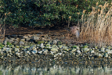 飛翔する美しいオオタカ（タカ科）
英名学名：Northern Goshawk (Accipiter...