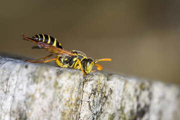 Close up of a paper wasp on an old wooden post