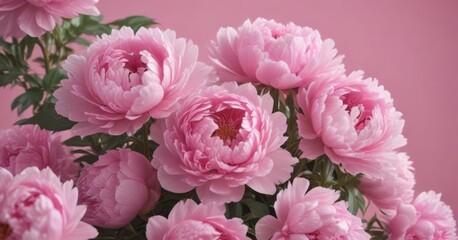 Obraz premium Dense cluster of pink peonies, soft pink backdrop, nature, pink peonies, blossom