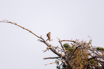 飛翔する美しいオオタカ（タカ科）
英名学名：Northern Goshawk (Accipiter gentilis, family comprsing hawks) 
ハシブトガラス（カラス科）と戦っている。
英名学名：Jungle Crow, Corvus macrorhynchos (Crow family)
東京都大田区東京港野鳥公園-2025年
