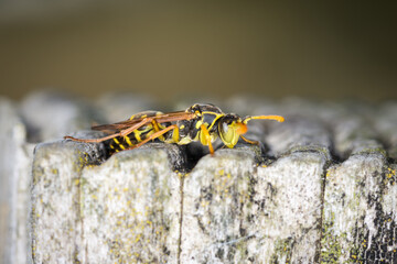 Close up of a paper wasp on an old wooden post