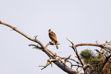 飛翔する美しいオオタカ（タカ科）
英名学名：Northern Goshawk (Accipiter gentilis, family comprsing hawks) 
ハシブトガラス（カラス科）と戦っている。
英名学名：Jungle Crow, Corvus macrorhynchos (Crow family)
東京都大田区東京港野鳥公園-2025年

