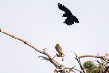 飛翔する美しいオオタカ（タカ科）
英名学名：Northern Goshawk (Accipiter...