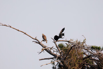 飛翔する美しいオオタカ（タカ科）
英名学名：Northern Goshawk (Accipiter...