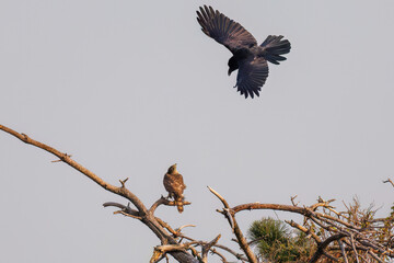 飛翔する美しいオオタカ（タカ科）
英名学名：Northern Goshawk (Accipiter gentilis, family comprsing hawks) 
ハシブトガラス（カラス科）と戦っている。
英名学名：Jungle Crow, Corvus macrorhynchos (Crow family)
東京都大田区東京港野鳥公園-2025年
