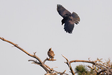 飛翔する美しいオオタカ（タカ科）
英名学名：Northern Goshawk (Accipiter...