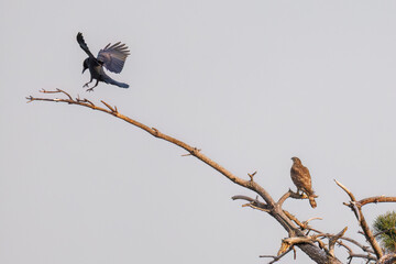 飛翔する美しいオオタカ（タカ科）
英名学名：Northern Goshawk (Accipiter...
