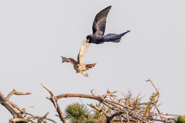 飛翔する美しいオオタカ（タカ科）
英名学名：Northern Goshawk (Accipiter gentilis, family comprsing hawks) 
ハシブトガラス（カラス科）と戦っている。
英名学名：Jungle Crow, Corvus macrorhynchos (Crow family)
東京都大田区東京港野鳥公園-2025年
