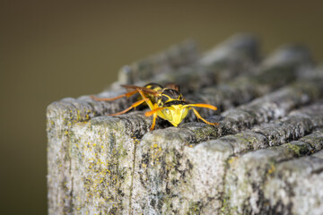 Close up of a paper wasp on an old wooden post