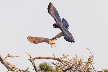飛翔する美しいオオタカ（タカ科）
英名学名：Northern Goshawk (Accipiter gentilis, family comprsing hawks) 
ハシブトガラス（カラス科）と戦っている。
英名学名：Jungle Crow, Corvus macrorhynchos (Crow family)
東京都大田区東京港野鳥公園-2025年
