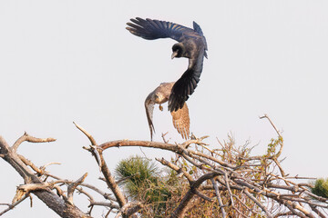 飛翔する美しいオオタカ（タカ科）
英名学名：Northern Goshawk (Accipiter...