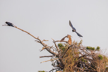 飛翔する美しいオオタカ（タカ科）
英名学名：Northern Goshawk (Accipiter...