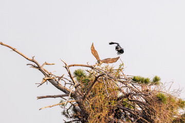 飛翔する美しいオオタカ（タカ科）
英名学名：Northern Goshawk (Accipiter...