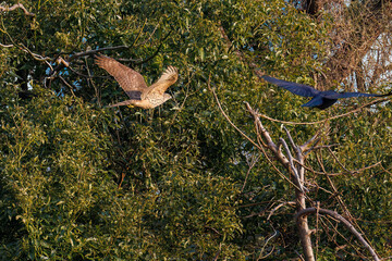 飛翔する美しいオオタカ（タカ科）
英名学名：Northern Goshawk (Accipiter...