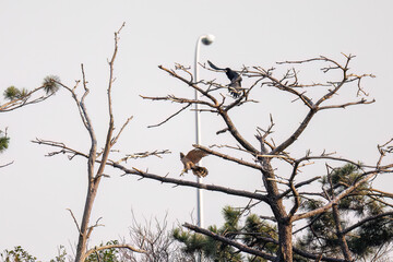 飛翔する美しいオオタカ（タカ科）
英名学名：Northern Goshawk (Accipiter...