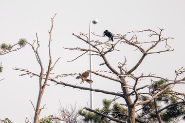飛翔する美しいオオタカ（タカ科）
英名学名：Northern Goshawk (Accipiter gentilis, family comprsing hawks) 
ハシブトガラス（カラス科）と戦っている。
英名学名：Jungle Crow, Corvus macrorhynchos (Crow family)
東京都大田区東京港野鳥公園-2025年

