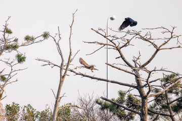 飛翔する美しいオオタカ（タカ科）
英名学名：Northern Goshawk (Accipiter...