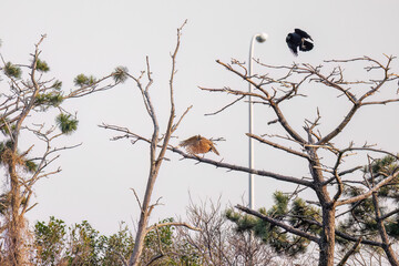 飛翔する美しいオオタカ（タカ科）
英名学名：Northern Goshawk (Accipiter...